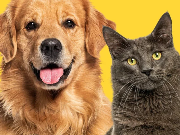 Catkins Animal Rescue, Inc.