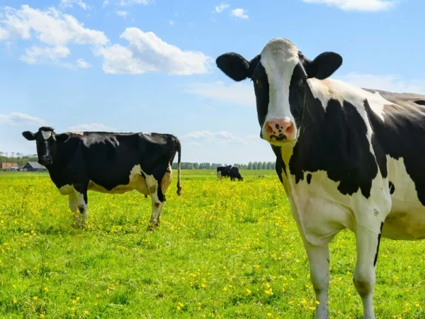 United Pride Dairy