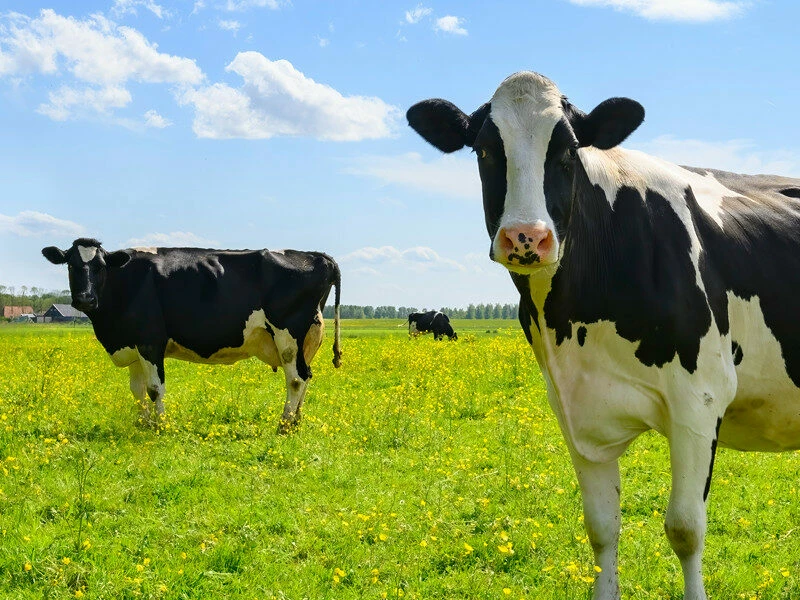 United Pride Dairy
