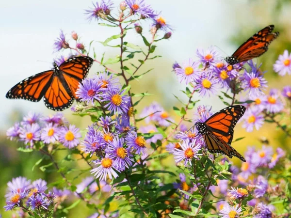 Monarch Wildlife Wayside Refuge & Park