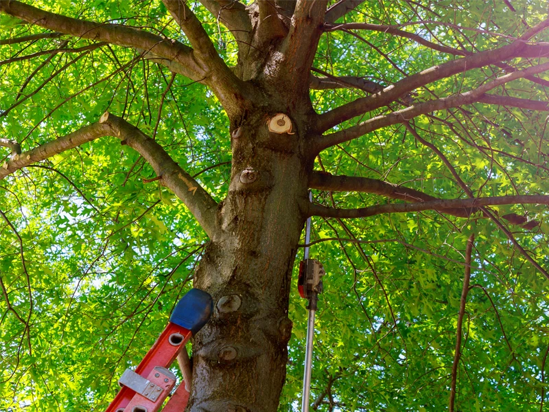 Boomtown Tree Service, LLC