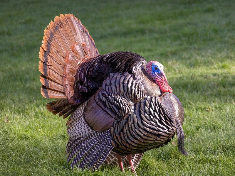 Turkey Shoot