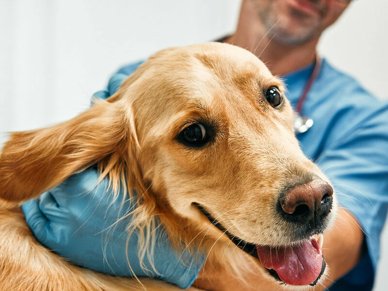 Phillips Veterinary Clinic