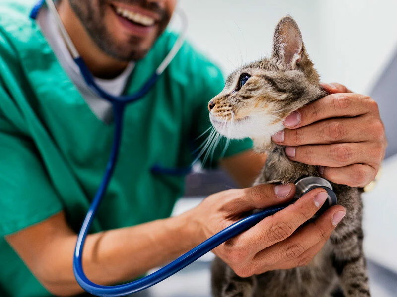 North Country Veterinary Clinic & 4 Paws Pet Resort
