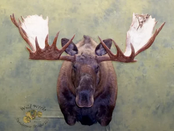 Wild Woods Taxidermy Studio LLC