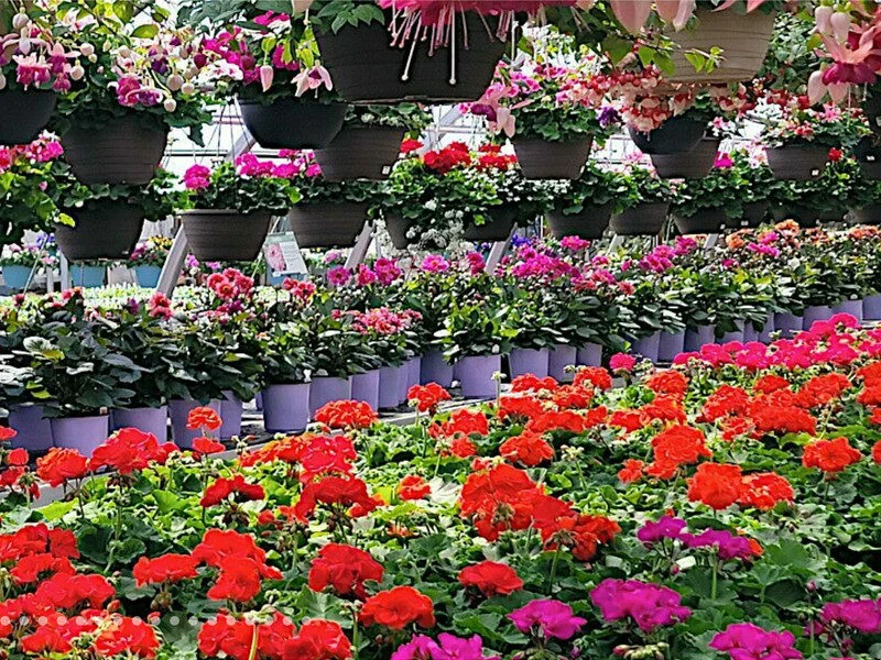 Winter Greenhouse