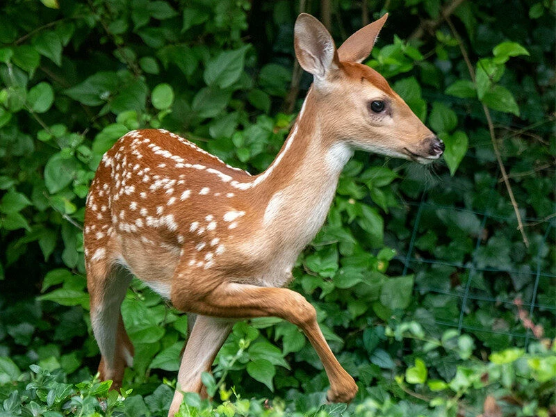 deer fawn in Price County Wi