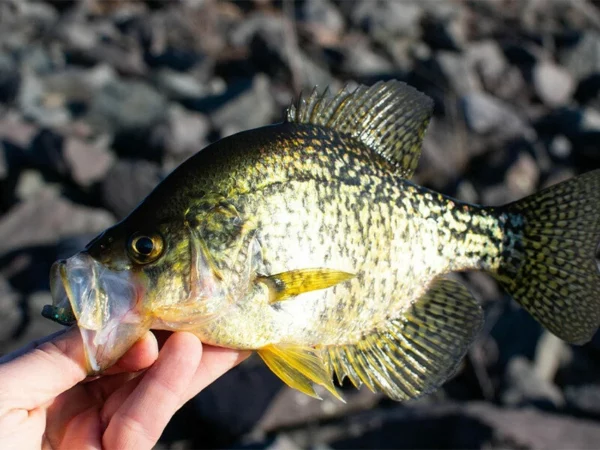 crappie fishing in Price County