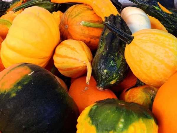 Phillips Fall Harvest Festival