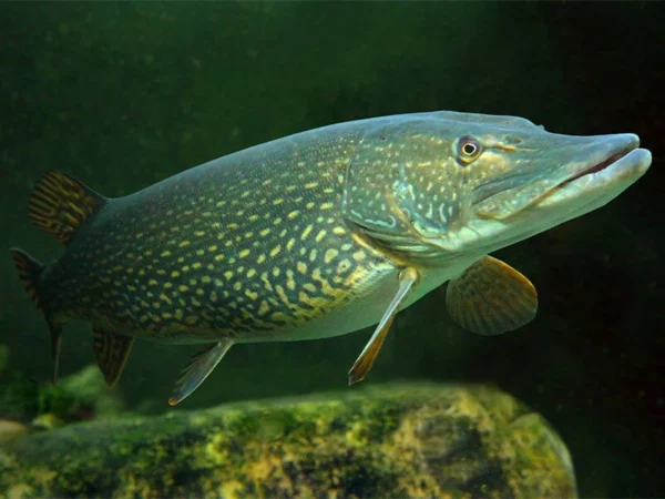 Norther Pike