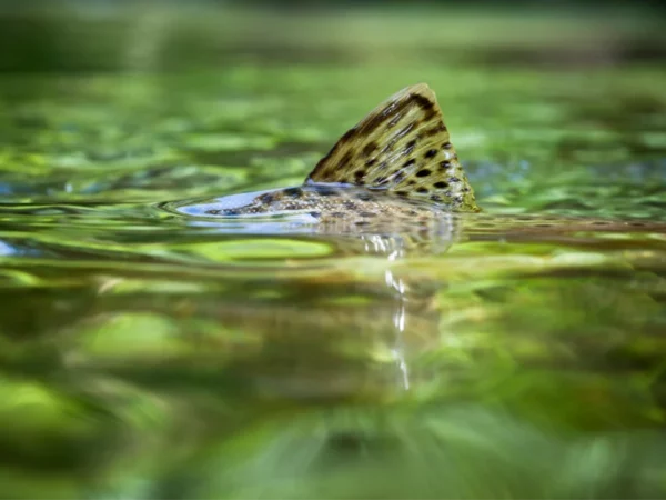 Coolidge Springs Trout Ranch
